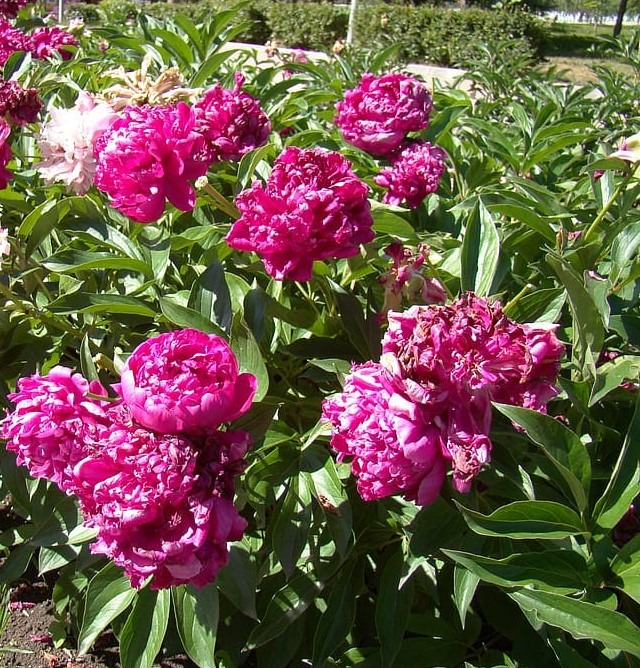 peonies red flower bed summer
